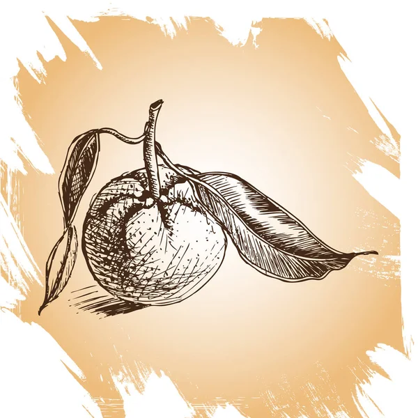 Orange carte de fruits — Image vectorielle