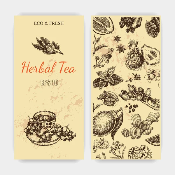 Bocetos de té de hierbas — Vector de stock