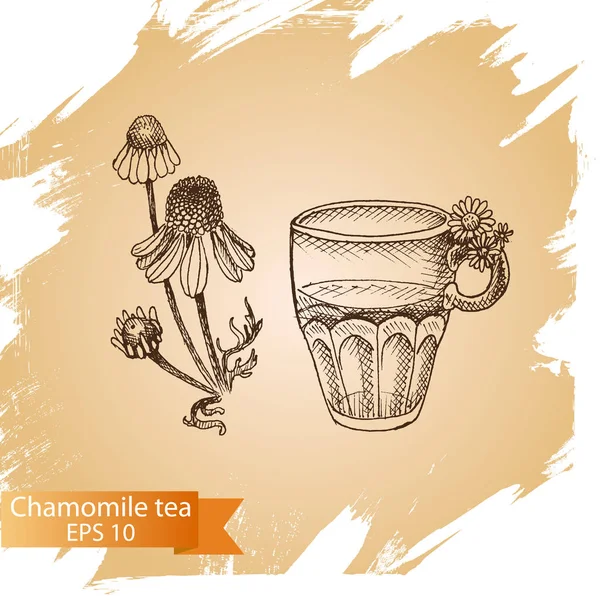 Chamomile tea sketch — Stock Vector