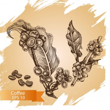 Kahve taneleri çizimi