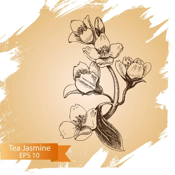 Yasemin çayı kroki