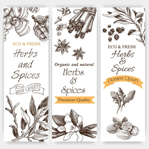 Background sketch herbs — Stock Vector