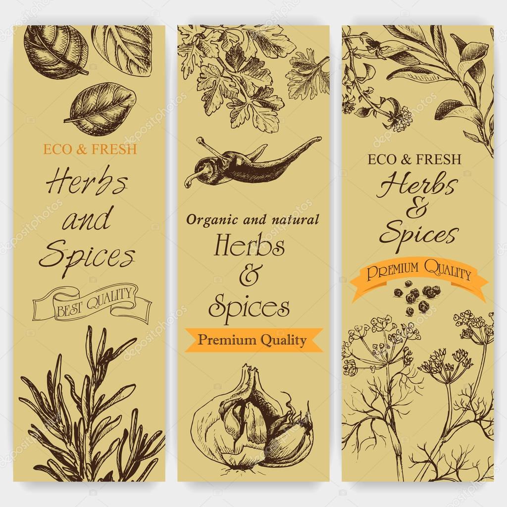 Vector background sketch herbs and spices. Banner - dill, thyme, sage, rosemary, Basil, parsley, garlic, pepper