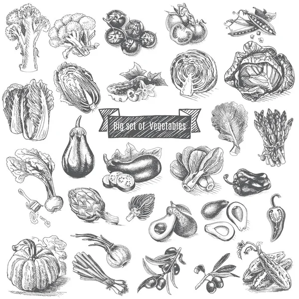 Большой набор овощей — стоковый вектор
