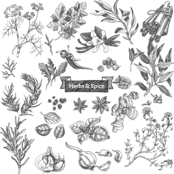 Set of herbs illustration — Stock Illustration Set of herbs illustration Royalty Free Stock Illustrations