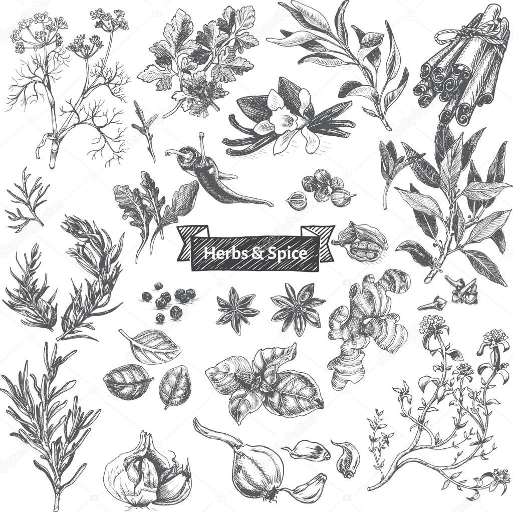 Set of herbs illustration