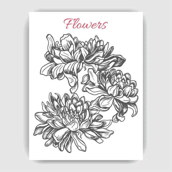 Carte avec des fleurs chrysanthème — Image vectorielle