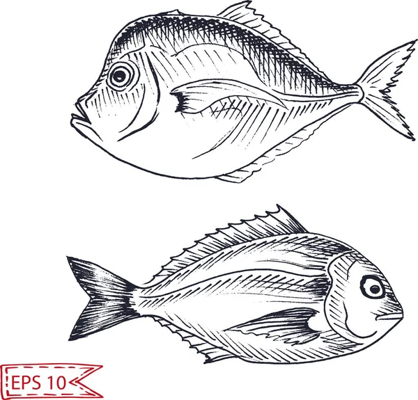 Ручной Монохромный Набросок Рыбы — стоковый вектор