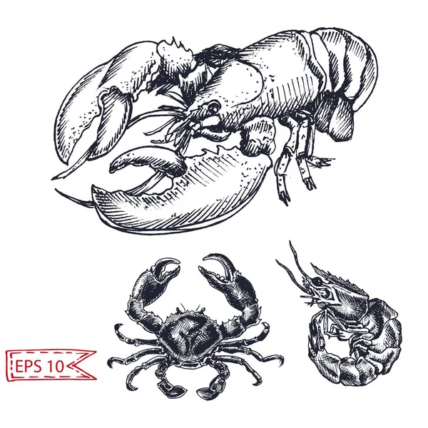 虾单色手绘素描 — 图库矢量图片