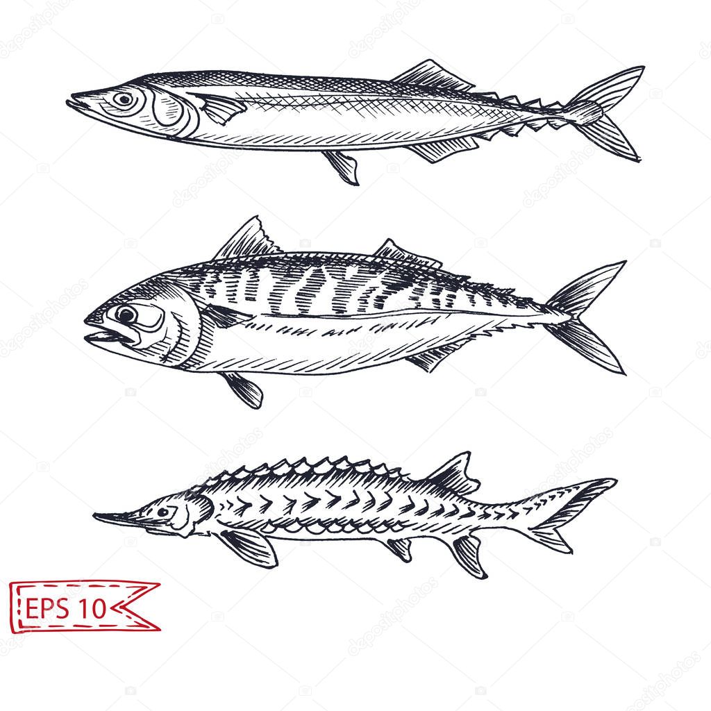 Hand drawn monochrome sketch of fish