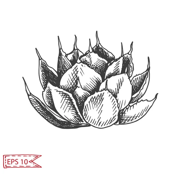 Carte Avec Fleur Succulente Isolée Sur Fond Blanc — Image vectorielle