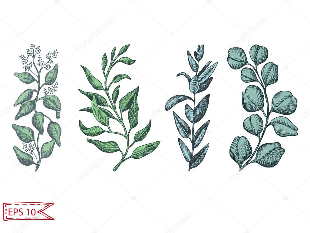Hand drawn pattern with eucalyptus, succulent flowers isolated on white background