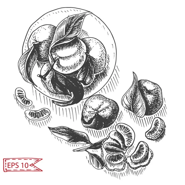 Vektor Illustration Skizze Von Aprikosen Schwarz Weiß — Stockvektor