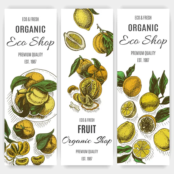 Ilustración Vectorial Boceto Limones Albaricoques Pancartas Tienda Orgánica — Archivo Imágenes Vectoriales