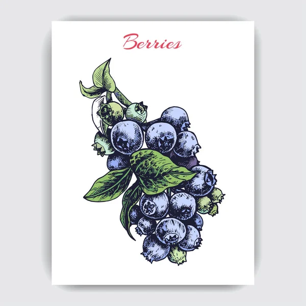 Blueberries Pic Drawing  Drawing Skill