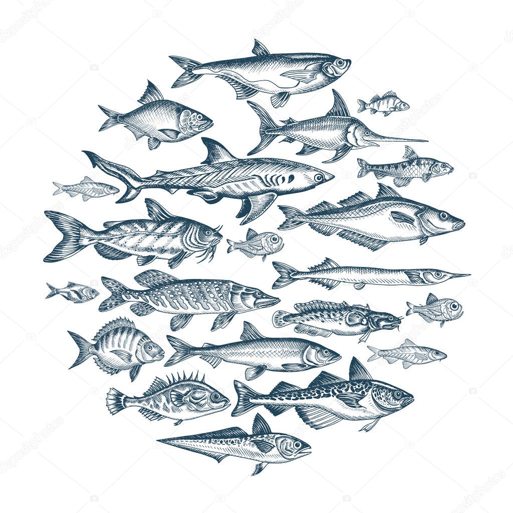 hand drawn banner for fish market, vector illustration
