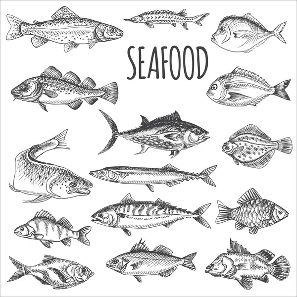 Szkic Ilustracji Wektorowej Owoce Morza Karta Menu Restauracja — Wektor stockowy