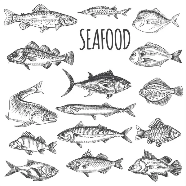 Vector Illustration Sketch Seafood Card Menu Restaurant Stock Vector