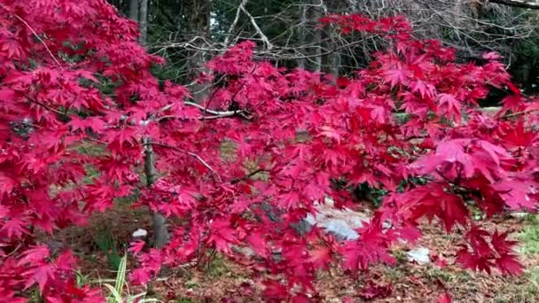 Klon japoński, czerwone liście, jesienne kolory, ogród japoński, park japoński — Wideo stockowe