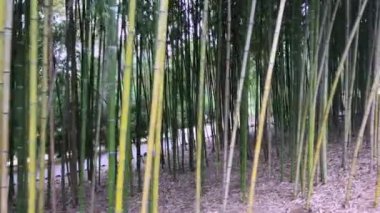 Bambu, bambu yaprağı, bambu korusu, bambu sapı.