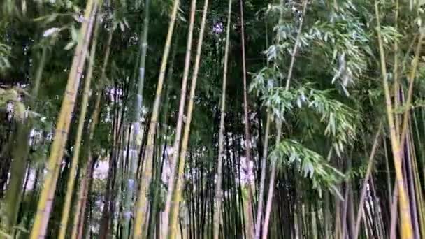 Bambu, folhas de bambu, bosque de bambu, talo de bambu — Vídeo de Stock