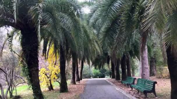 在公园里散步，秋天的风景，棕榈树和柏树 — 图库视频影像