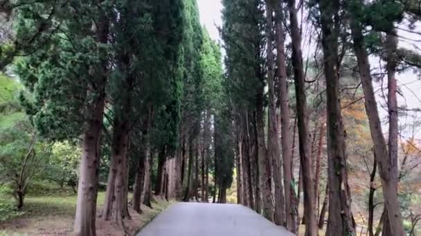 Spaziergang im Park, Herbstlandschaft, Palmen und Zypressen — Stockvideo