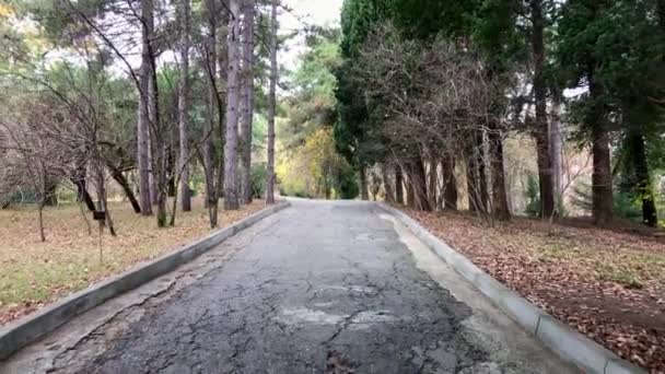 Spaziergang im Park, Herbstlandschaft, Palmen und Zypressen — Stockvideo