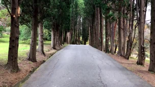 Um passeio no Parque, paisagem de outono, palmeiras e ciprestes — Vídeo de Stock