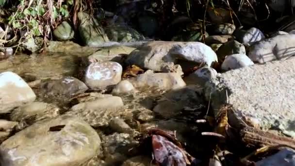The stream flows over the rocks in a thicket of grass — Stock Video