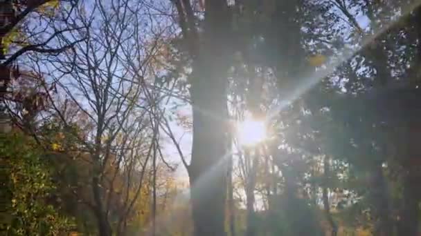 Il sole splende attraverso gli alberi inverno foresta di neve — Video Stock