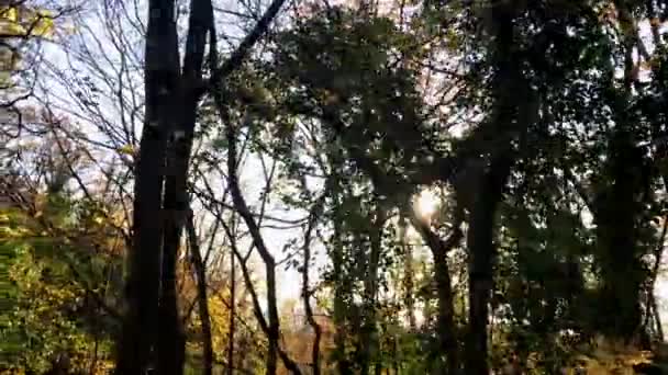 O sol brilha através das árvores floresta de neve de inverno — Vídeo de Stock