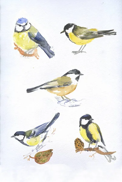 Handritade Akvarell Fåglar Bröst Set — Stockfoto