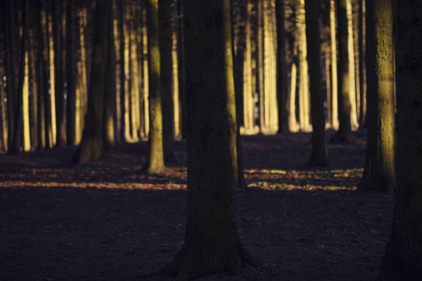 冬の日没時のトウヒの森 — ストック写真