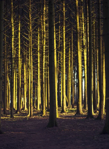 冬季日落时的云杉林 — 图库照片