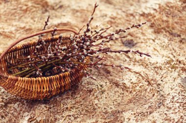 Hasır sepetteki söğüt dalları ilkbaharda karlı bahçede çimlerin üzerinde duruyor. Paskalya veya bahar arkaplanı.