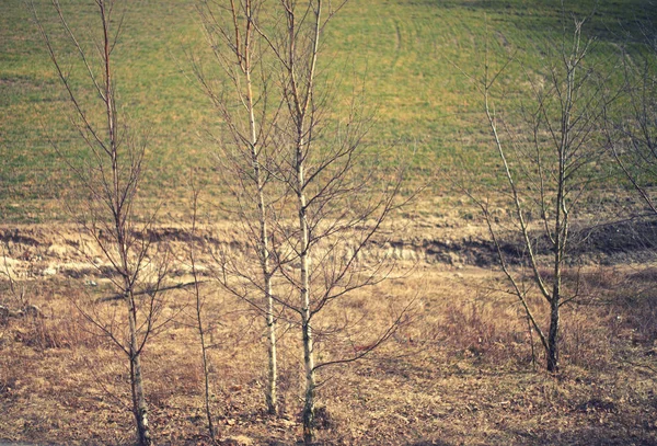 Spring Field Young Birches Green Wheat Field Spring Background — Stock Photo, Image