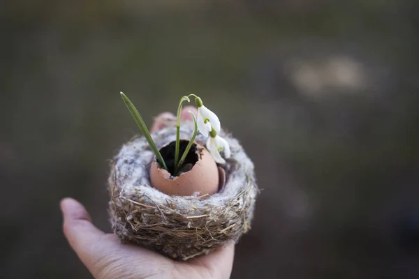 Pasqua Vacanze Primavera Sfondo Uovo Bucaneve Nido — Foto Stock