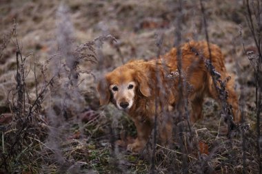 old red dog walking in the alley at winter day
