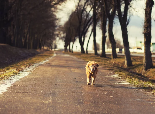 Viejo Perro Rojo Paseando Callejón Día Invierno — Foto de Stock