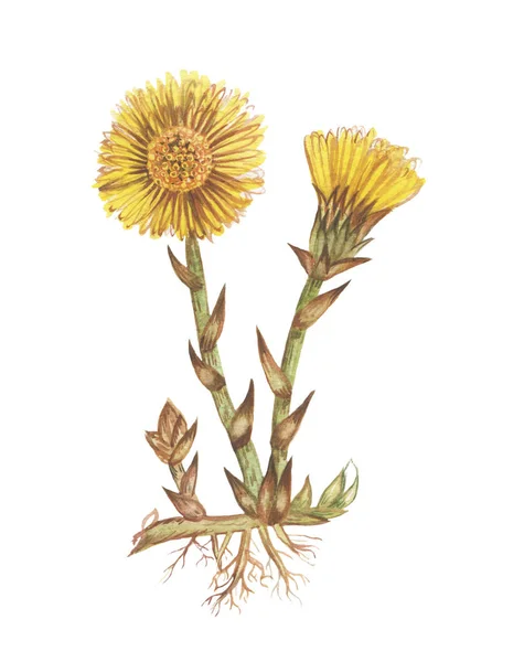 Ručně Kreslené Akvarel Ilustrace Květina Tussilago Fara Podnožka Léčivé Byliny — Stock fotografie