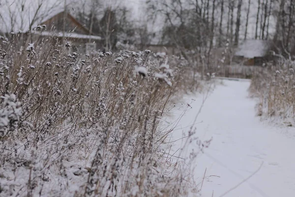 Kurumuş Çimenlerle Kaplı Kış Arkaplanı Kırsal Alan — Stok fotoğraf