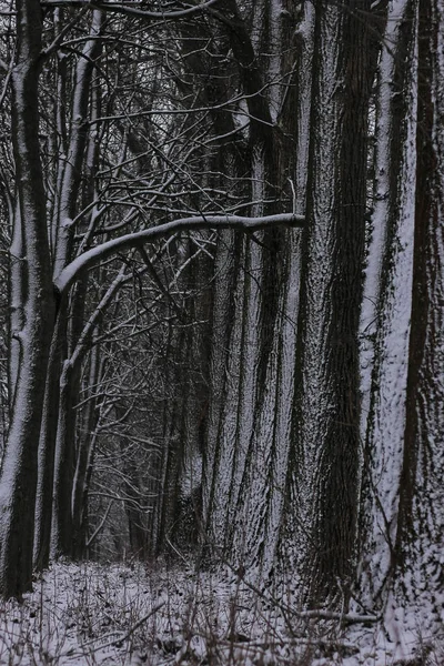 Winter Alley Maple Linden Poplar Trees Road Trees Covered Snow — Stock Photo, Image