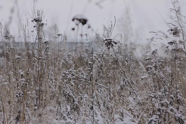 Kurumuş Çimenlerle Kaplı Kış Arkaplanı Kırsal Alan — Stok fotoğraf