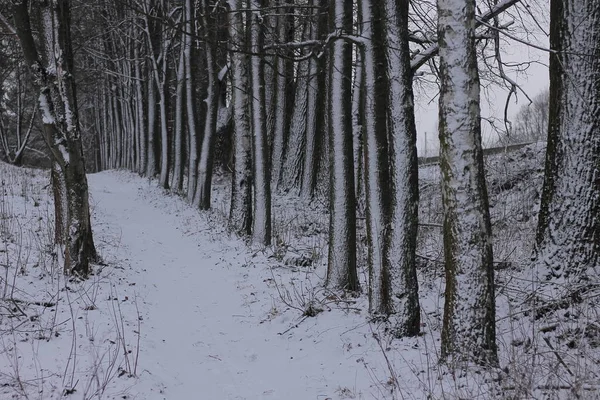 Akçaağaç Ihlamur Kavak Ağaçlarıyla Kaplı Kış Sokağı Ağaçların Arasından Geçen — Stok fotoğraf