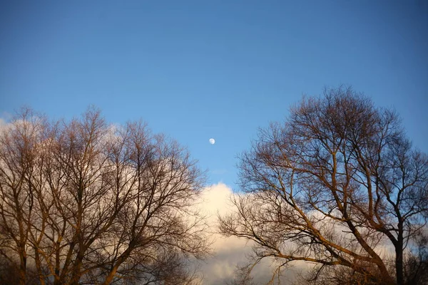 Coronas Árboles Creciente Fondo Luna Primavera — Foto de Stock