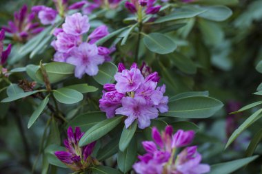 çiçek açan rhododendron açık hava / bahar arkaplanı