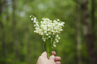  Ormanın arka planında bir kadın eli içinde vadideki zambaklar.