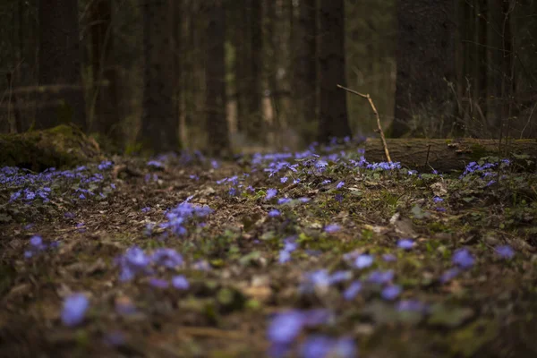 Hóvirág Gepatica Erdőben Tavaszi Háttér — Stock Fotó