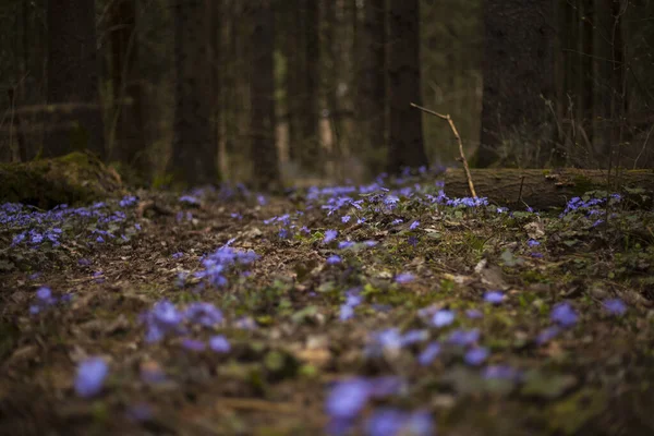 Snowdrops Gepatica Forest Spring Background — Stock Photo, Image